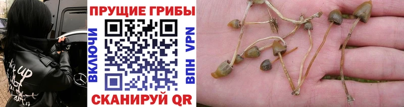 Галлюциногенные грибы Psilocybine cubensis  купить  цена  Касимов 